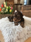 Choco yorkshire terri�r