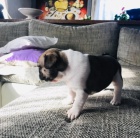 Kr�sn� fenky Francouzsk�ho buldo�ka