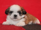 Shih-tzu, �i-tzu �t���tka s PP