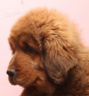 Tibetsk� doga s PP