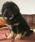 Tibetsk� doga - pejsek s PP