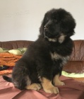 Tibetsk� doga - pejsek s PP