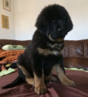 Tibetsk� doga - sle�na s PP