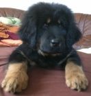 Tibetsk� doga s PP - hol�i�ka