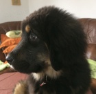 Tibetsk� doga s PP - sle�na