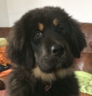 Tibetsk� doga s PP - sle�na