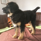 Tibetsk� doga s PP - sle�na