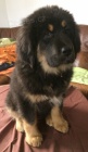 Tibetsk� doga s PP - sle�na