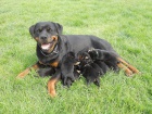 Rotvajler , rottweiler - �t��ata s PP