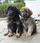 Tibetsk� doga s PP