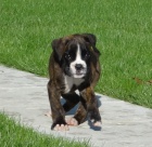 boxer, kr�tky chvost