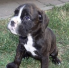 boxer, kr�tky chvost