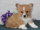 Pembroke Welsh Corgi For Good Homes