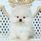 kr�sn� maltsk� �t��ata,