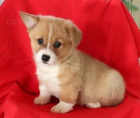 Sladk� vel�tina Corgi (Pembroke) �t��ata