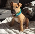 Miniaturn� Bulteri�r