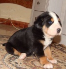 Ve�k� �vaj�iarsky sala�n�cky pes