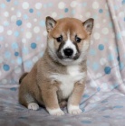 Mil� �t��ata Shiba Inu