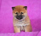Atraktivn� Shiba Inu �t��ata