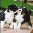 �t��ata s PP FCI Border kolie