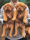 dv� dogue de bordeaux �t���tka k dispozici