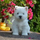  �t���tka West Highland Terrier pro v�s p�ipravena