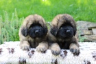 Leonberger �teniatka s PP