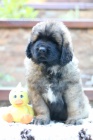 Leonberger �teniatka s PP