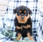 loaj�ln� rotvajler �t��ata