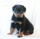 Hezk� Rotvajler �t��ata