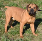 BOERBOEL  s PP  -7 m�s�c� pes