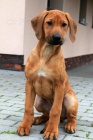 Rhod. Ridgeback �teniatka s PP