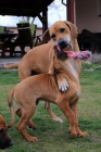 Rhod. Ridgeback �teniatka s PP