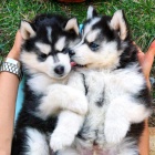 modr� o�i Husky sibi�sk�
