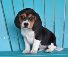 N�dhern� �t��ata Beagle