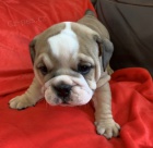 Anglick� buldok �t��ata