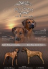Rhod�sk� ridgeback 