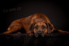 Rhod�sk� ridgeback 