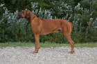 Rhod�sk� ridgeback 