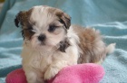 �t��ata Shih tzu