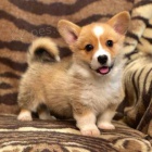 pembroke welsh corgi �t��ata