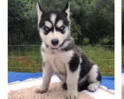 Modr� o�i sibi�sk� husky
