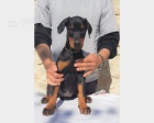 Rozko�n� �t���tka Dobermann