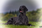 FLAT COATED RETRIEVER - �t��ata