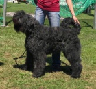 Zad�m �t��ata Flandersk�ho bouviera s PP,