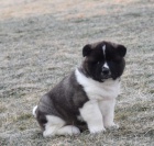 Sladk� Akita �t��ata