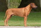 Rhod�sk� ridgeback - �t��ata s PP