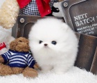 Rozko�n� �t���tka z Pomeranian hra�ky