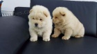 Chow Chow �t��ata pro nov� domovy