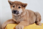 Rozko�n� �t��ata Shiba Inu.